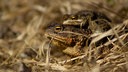 Nah-Aufnahme von aufeinandersitzenden Fröschen auf trockenem Grass