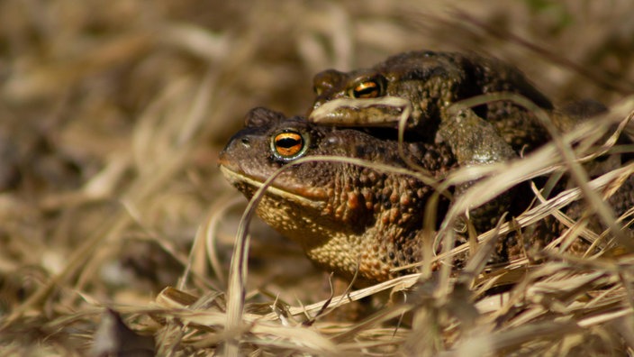Nah-Aufnahme von aufeinandersitzenden Fröschen auf trockenem Grass