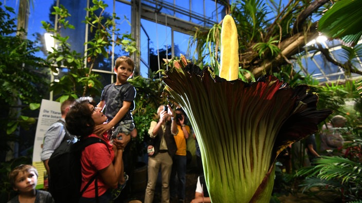 Besucher bestaunen 2018 die Blüte der Titanenwurz im Dortmunder Rombergpark