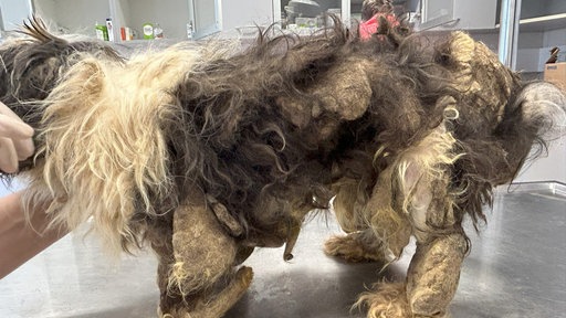 Ein verwahrloster Hund mit verfilztem Fell und nackten Hautstellen