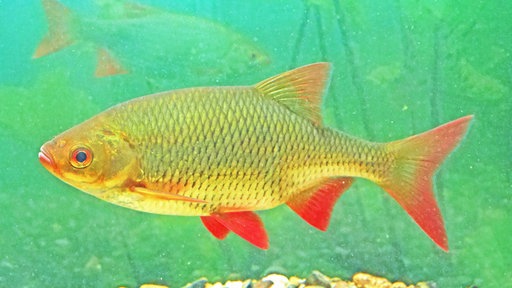 Ein rötlicher Fisch schwimmt im Wasser.