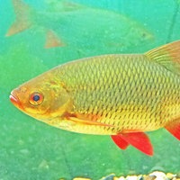 Ein rötlicher Fisch schwimmt im Wasser.