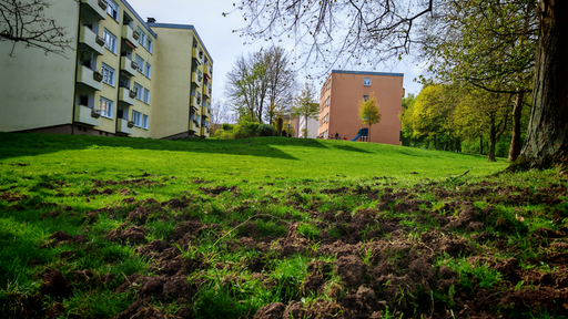 Froschperspektive der Wiese 