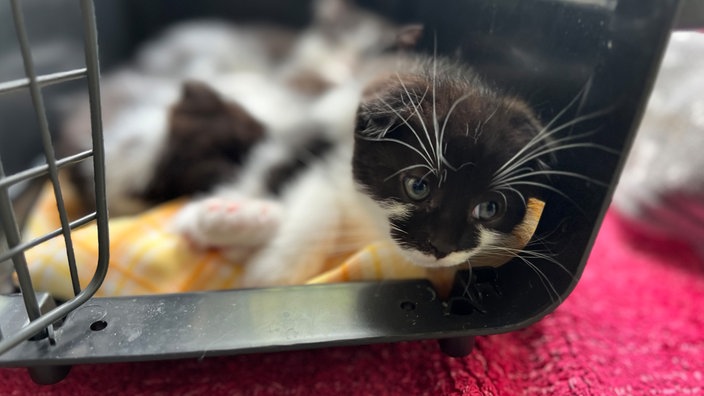 Eine Katze in einer Transportbox