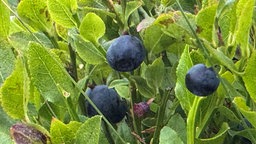 Reife Blaubeeren an einem Ast.