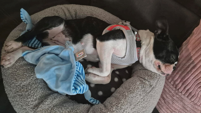 Hündin Rosie schläft in ihrem Körbchen
