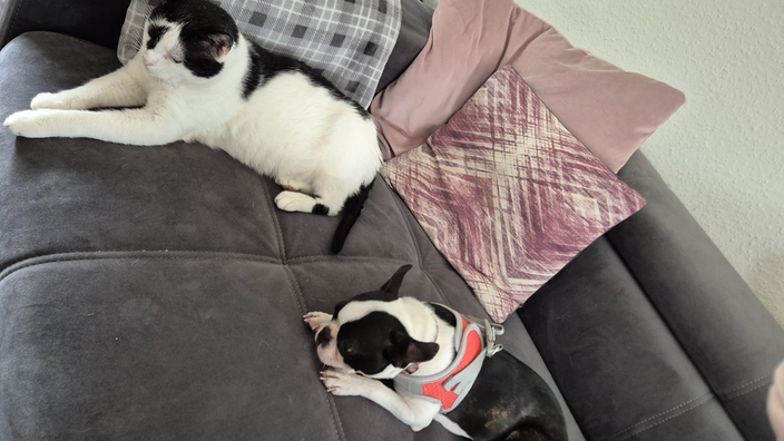 Rosie versteht sich auch mit der Katze gut