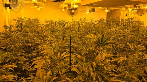 Eine Cannabis-Plantage in Winterberg