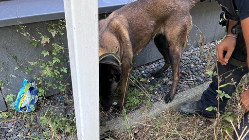 Hund riecht an einer bestimmten Stelle
