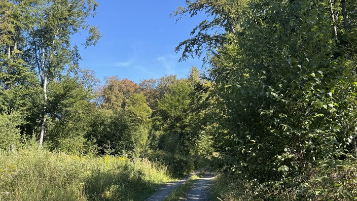 Der Wald am Ochsenkopf zwischen Arnsberg und Sundern
