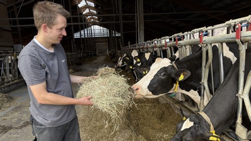 Mann füttert Kühe mit Gras