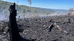 Nach dem Waldbrand in Sundern sind 80.000 Quadratmeter verkohlt