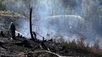 Nach dem Brand in Sundern sind große Teile des Waldes verkohlt