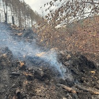 Glutnester im Boden nach Waldbrand 