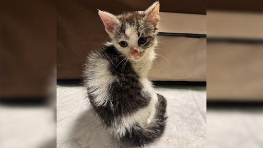 Das verletzte Kitten