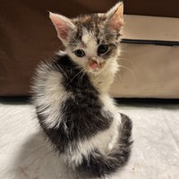 Das verletzte Kitten