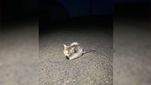 Apathischer Katzenwelpe auf dem Musfeldweg in Brilon-Alme