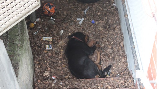 Ein Rottweiler-Welpe liegt auf der Erde zwischen Müll.