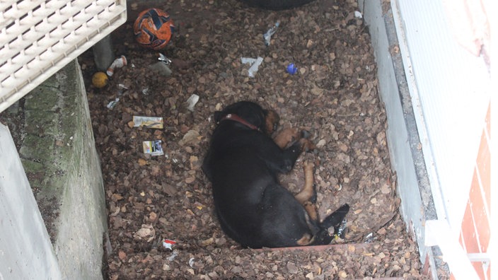 Ein Rottweiler-Welpe liegt auf der Erde zwischen Müll.