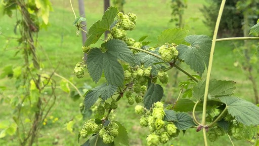 Hopfen in Hallenberg 