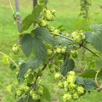 Hopfen in Hallenberg 