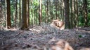 Trockener Wald