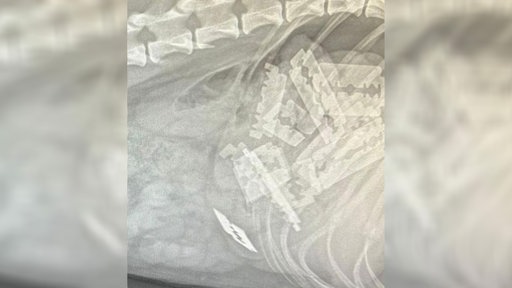 Röntgenbild von einem Hund in Meinerzhagen, der Rasierklingen gefressen hat.
