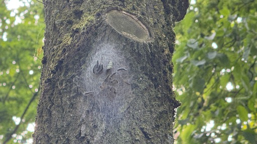 Der Eichenprozessionsspinner an einem Baum