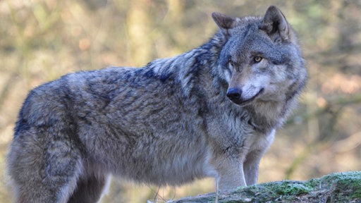 Ein Wolf in der freien Natur