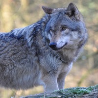 Ein Wolf in der freien Natur