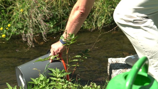 Mann schöpft Wasser aus der Sieg mit einem Eimer