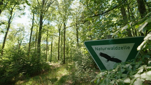 Ein Schild mit der Aufschrift "Naturwaldzelle" im Wald