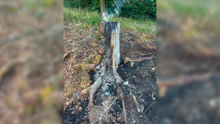Ein verbrannter Baumstumpf in Sundern-Langscheid