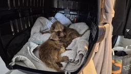 Zwei gerettete Waschbär-Babys 