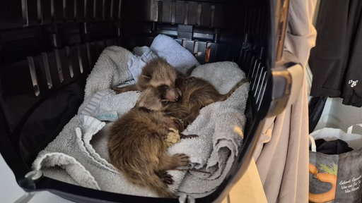 Zwei gerettete Waschbär-Babys 