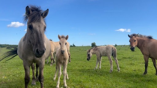 Halbwilde Konik-Pferde auf dem Kleiberg