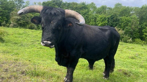 Taurus-Rind "Dominator"