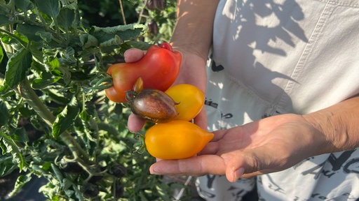 Eine Person hält Tomaten in den Händen.