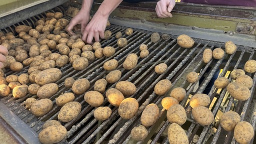 Sortieren auf dem Kartoffelroder