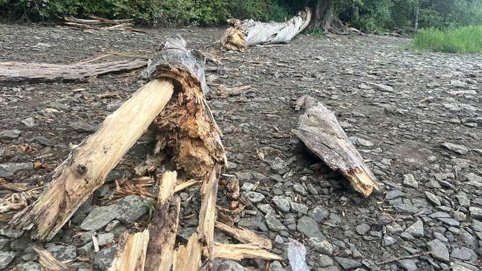 Zersplitterter Baum liegt am Möhnesee