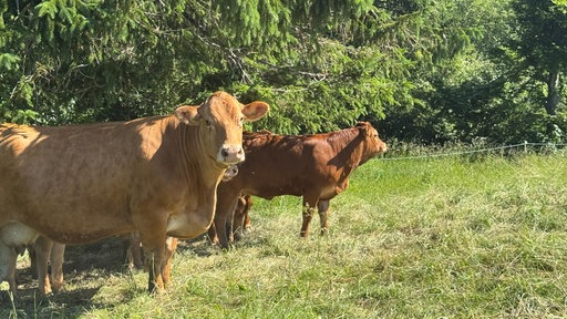 Kühe stehen auf einer Wiese.