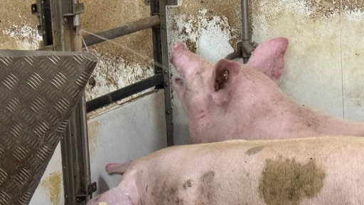 Schweine im Stall vor einem Wasserstrahl.