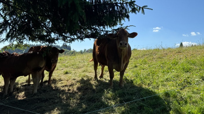 Kühe stehen an einem schattigen Platz auf einer Wiese.