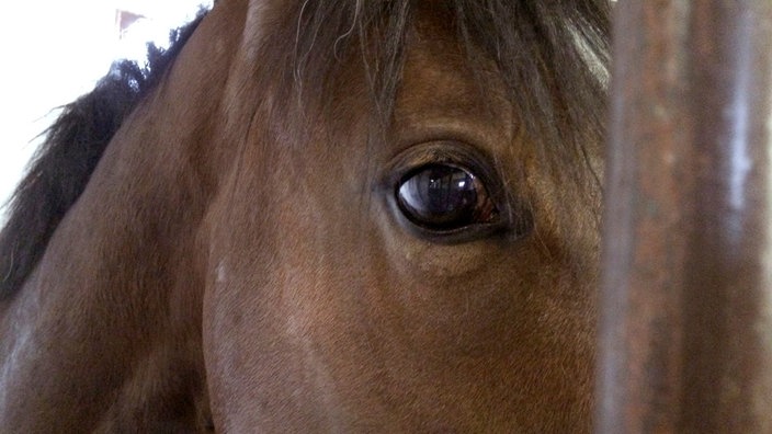 Pferd in Nahaufnahme