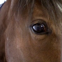 Pferd in Nahaufnahme