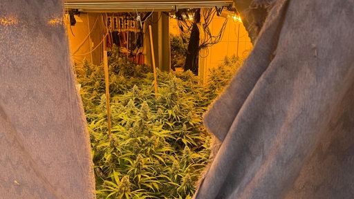 Cannabisplantage in Plettenberg