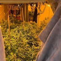Cannabisplantage in Plettenberg