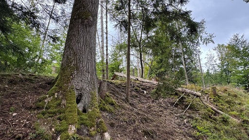 Auch jetzt schon bleibt die Natur im Arnsberger Wald an vielen Stellen weitgehend sich selbst überlassen