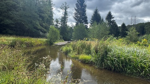 Bachläufe und alte Wälder sind typisch für den Arnsberger Wald