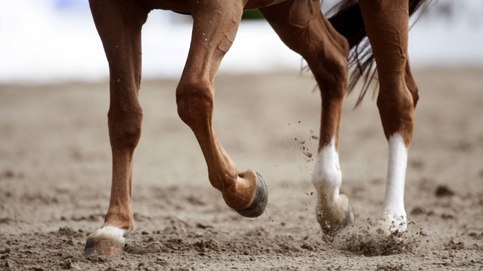 Pferd läuft über Sand